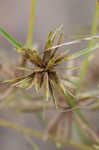 Yellow flatsedge